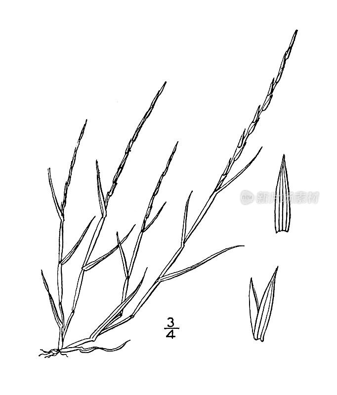 古植物学植物插图:Lepturus filiformis, Slender Hardgrass